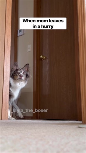 7.5M views · 192K reactions | Now who’s fault was it really 邏 Also posted on my main account Layla the Boxer ❤️ #funnydogs #dogskit #skit #dogactor #australianshepherd #heeler #whiteboxer #boxer #boxerdog #dogvideos #cutedogs #comedy #comedyskit #funnydogvideos | Manthy’s | Facebook