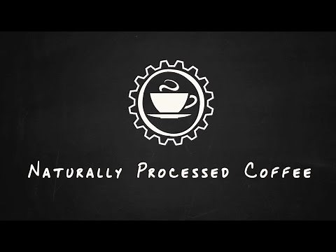 Coffee Processing Explained: What is a Natural Process Coffee? | Hasbean