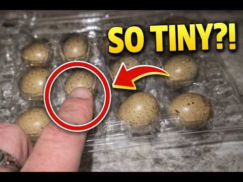 These Are the Smallest Eggs I’ve Ever Incubated (Button Quail)