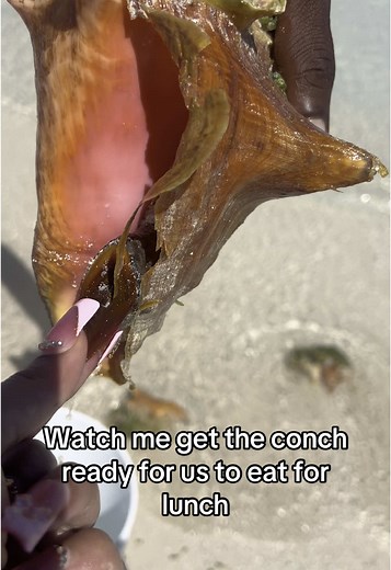 How to Prepare Conch for a Delicious Lunch