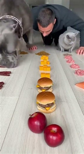 I Challenged My Dog to Eat FAST… You Won’t Believe What Happened! 🤣 #shorts #dogs #funny #challenge