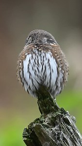 1.2K views · 2K reactions | Sounds of a Northern Pygmy Owl Nikon Z9 • Nikon 500 F4 • Nikon 1.4x TCIII • 4K 60fps • 1/125 • F8 • 1000 ISO • Zoom H2n Field Recorder Thanks for listening #owlsofinstagram #owls | A Bucci Photography | Facebook