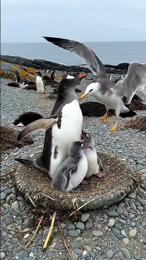 Skua attacks Penguin chick! Parent Penguin's vicious beak defense.