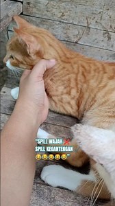 Wajah gemesin tapi barbar juga 😂😂😂#cat #shorts