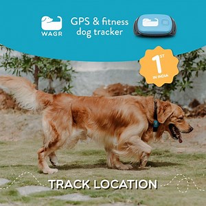 1.5K views · 37 reactions | Keep your dog safe and fit with Wagr — India’s first GPS & fitness tracker for dogs. Checkout here: go.wagr.in/dogexpress | DogExpress | Facebook