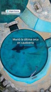 The last orca in captivity for 33 years dies in a small pool in Argentina