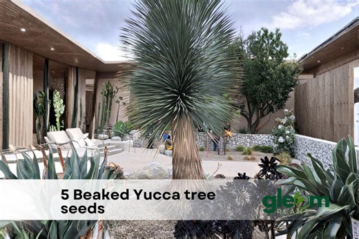 5 Beaked Yucca Tree Seeds for Planting | Yucca Rostrata Hardy Desert Ornamental - Etsy