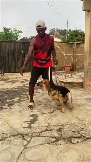 Obedience Drills with Ghost