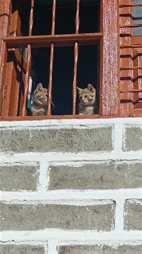 😻Kitty is looking through the window #catshorts