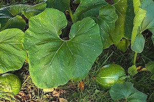 Identify Squash by Leaves: Ultimate Visual Guide (2026)