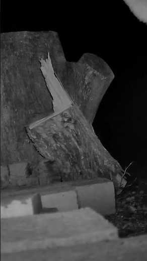 Coyote Sniffing in the Sonoran Desert | Tucson Wildlife