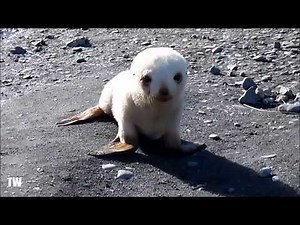 Baby ALBINO Seal Playing On The Beach!