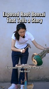 Exposed Root Bonsai That Tells a Story. #ExposedRootBonsai #BonsaiStory #BonsaiArt #BonsaiLife #BonsaiDesign #NatureInArt #LivingArt #BonsaiCreation #BonsaiLove #MindfulArt | Gunawan Nikita