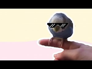 How To Teach Your Bird Step Up | Budgie Tricks 🦜