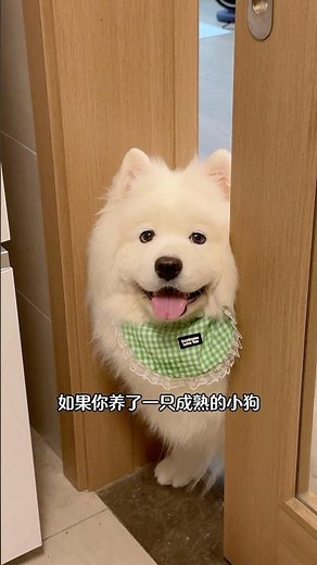 难怪我感到负重前行，原来是有狗在替我享福 #萨摩耶 #萌宠
