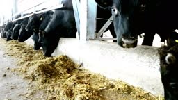 pertanian ternak atau peternakan. kandang sapi besar, gudang. Deretan...