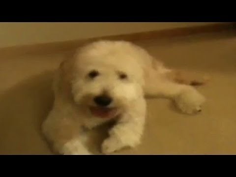 CNN Distraction: Dog forgets to jump
