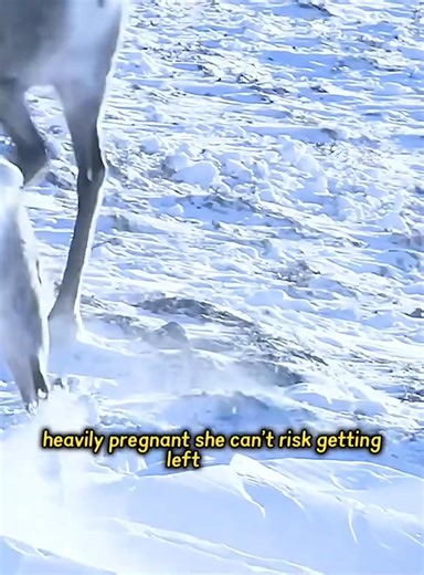 96K views · 1.5K reactions | Amazing Videos on Reels | Facebook