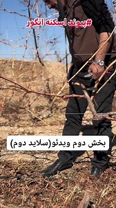 ویدئو 402 بخش دوم ویدئو (سلاید دوم) پیوند اسکنه انگور 🍇 پیوند و اصلاح درختان انگور ارقام بومی به ارقام تجاری این کلیپ باید در دوره انگور قرار می گرفت که به عشق شما هم وطن ها و فالور های عزیزم پست شد. لطفا ویدئو را با دقت کامل تا آخر نگاه کنید که در چهار بخش( چهار سلاید) با شما شریک میشود و نکات کلیدی را مراعات نماید در ضمن نظریات تانرا در کمنت با ما شریک کنید. 👏💚🌱🍇 | Persian Agriculture