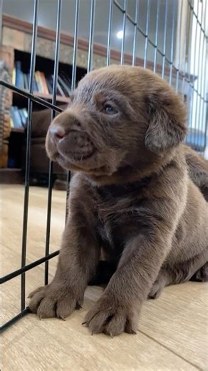 This puppy just melted our hearts lifewithlabradors pets doglover #animals #dog #puppy #subscribe