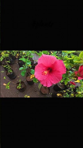 Exploring biggest Plant Nursery in Vangni🌱nursery tour