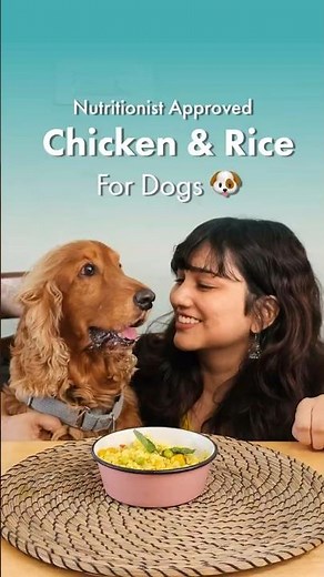 How to make Chicken Rice for Dogs: Nutritionist-Approved Chicken & Rice Dog Food Recipe | thePack.in