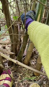 749K views · 39K reactions | ថ្ងៃនេះខ្លាចណាស់ | Chandy ស្រុកស្រែ | Facebook