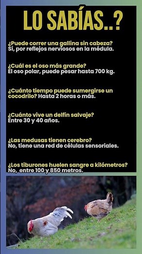 ¿Cuál es el oso más grande?