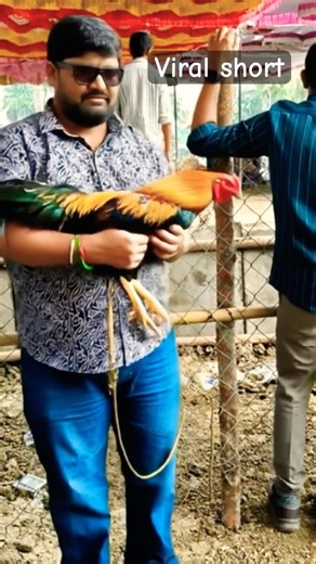 Fight Se Pehle Murge Ka Attitude 💀🐓#shorts#ytshorts#ytfeeds