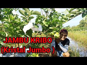 JAMBu Kristal Merah JUMBO || Mega Merah