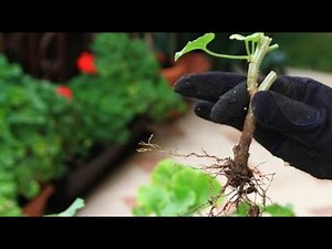 Rooting geraniums simply, quickly and efficiently!