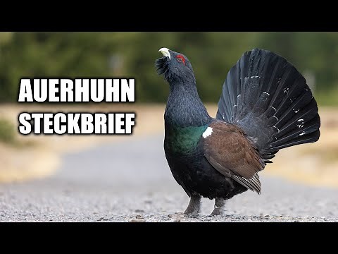 Auerhuhn Artportrait (Aussehen, Ruf, Lebensweise und mehr)