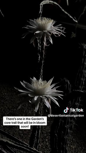 Arizona Queen of the Night: Cactus Blooming Soon