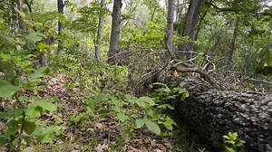 46K views · 353 reactions | RESTORING TURKEY HABITAT (Episode 2 of 4)...