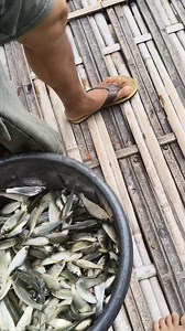 #localfishfarming | Rajib Kro