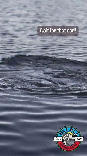 This is how we do it at the Barra park!! Come in today and get into these epic fish. Make bookings by clinking the link in bio! #barra #barramundi #barramundifishing #fishing #fun #sunshinecoast #bliblibarrapark #fishon #fish #livebaits #sunnycoast #getyourfishin@barrafishingblibli @blibliwakepark @aquaparkblibli | Bli Bli Barra Fishing Park