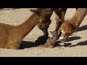 Fascinating Alpaca Herd Behaviour While Baby is Being Born 魅力的なアルパカの振る舞い 赤ちゃん誕生