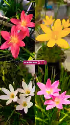 Summer flower plants #summergarden #zinnia #vinca #sunflower #rose #shorts