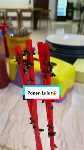 Mudahnya Usir Lalat dengan Fly Catcher! Tips & Fakta Unik 🦟