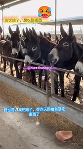 🤣🐴...Donkey crying for help 🤸‍♀️🤣💪 #virals #trending #fun | KCEE THANK GOD