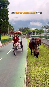14K views · 137 reactions | It’s Not Swtizerland but Mui Wo Hong Kong #hktravel #cows #ddlj #shahrukhkhan #muiwo #switizerland | Everybitlocal | Facebook