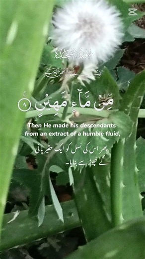 surat Al sajdah 💗