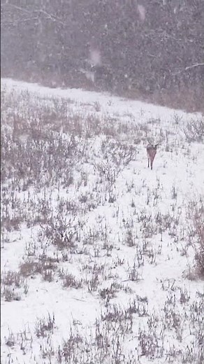 Buck comes in grunting during snow storm!