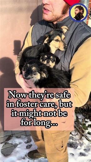 The rescued dog family has nowhere to go...