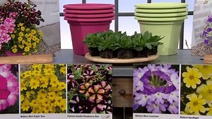 8.7K views · 63 reactions | Create a riot of summer colour in your garden with Today’s Special Value Plants2Gardens flower collection > https://goo.gl/Hx3CoH | QVC | Facebook