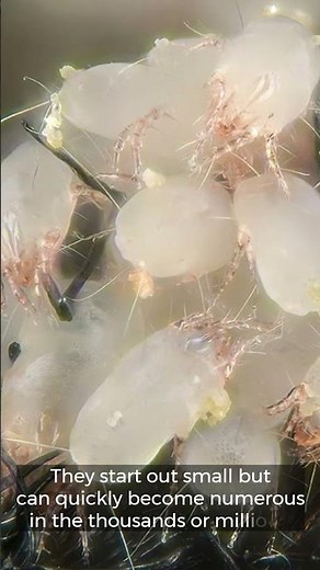 Your Mattress Might Have 10 Million Dust Mites