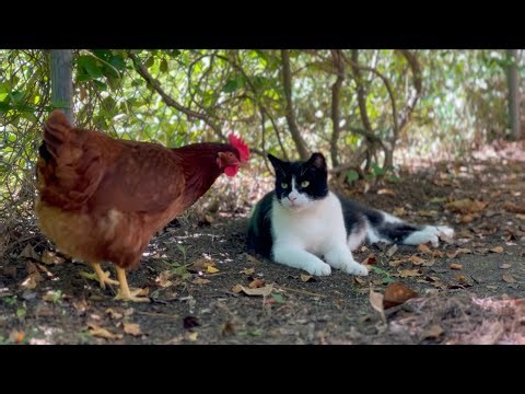 Backyard Chickens & Cats 🐓🐈 | 45 Min of Relaxing Southern Garden Life Suburban Chicken Coop