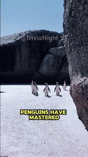 How Do Penguins Survive the Freezing Cold? 🐧❄️🤯