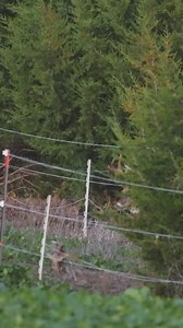 20M views · 149K reactions | Monster bucks roaming in the Midwest. #hunting #deerhunting #bowhunting #deerseason #bowseason #bowunter #deerhunter #monsterbucks #realtree #bigbuck #whitetaildeer #chasingnovember #midwestwhitetail | Midwest Whitetail | Facebook