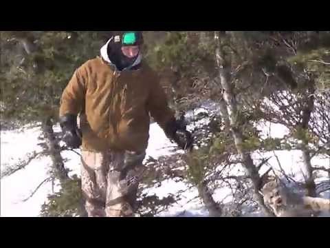 A good day in TheWildNorth finally a trapping video